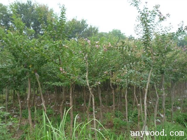 批木网 anywood.com