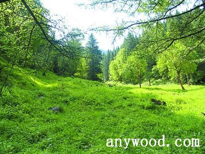 批木网 anywood.com