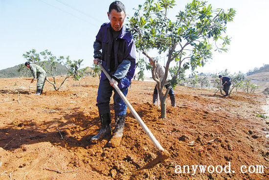 批木网 anywood.com