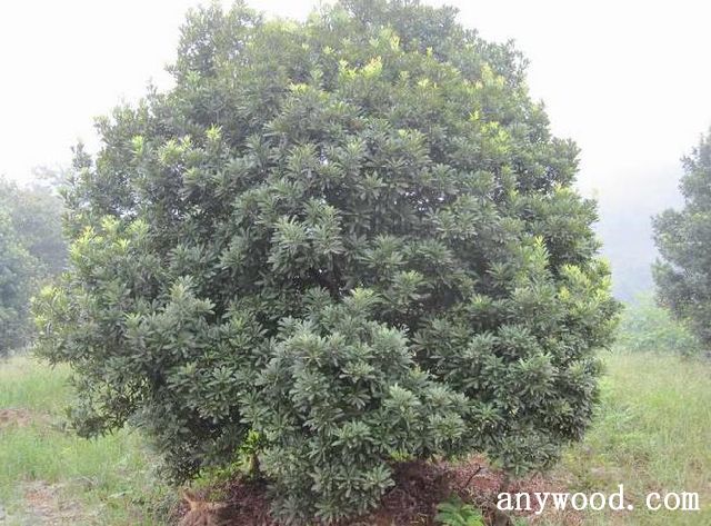 批木网 anywood.com