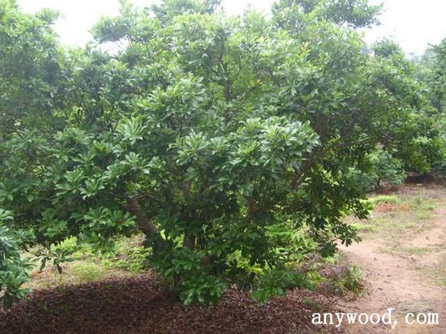 批木网 anywood.com