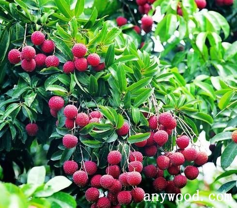 批木网 anywood.com