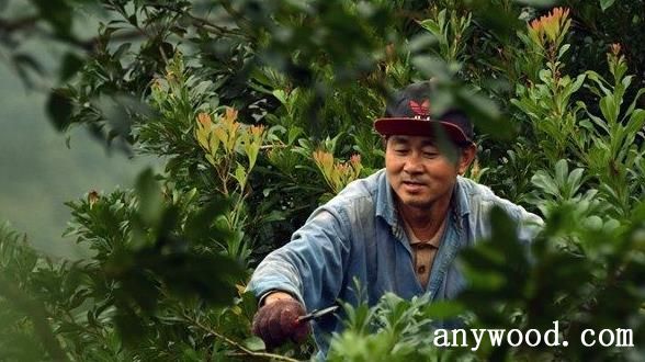 批木网 anywood.com