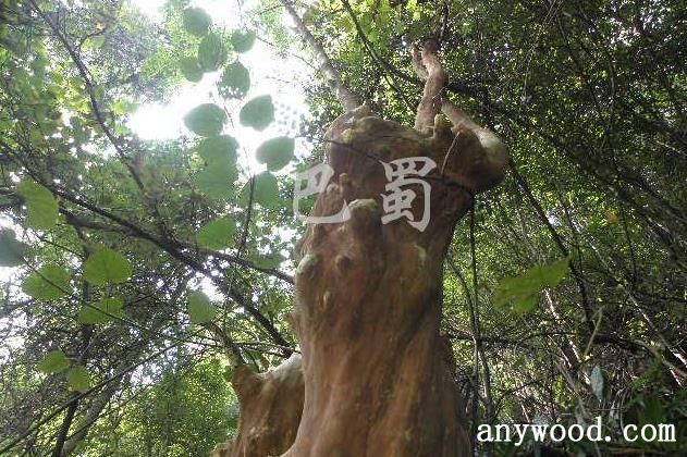批木网 anywood.com
