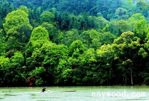 批木网 anywood.com