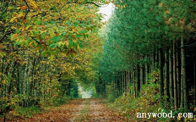 批木网 anywood.com