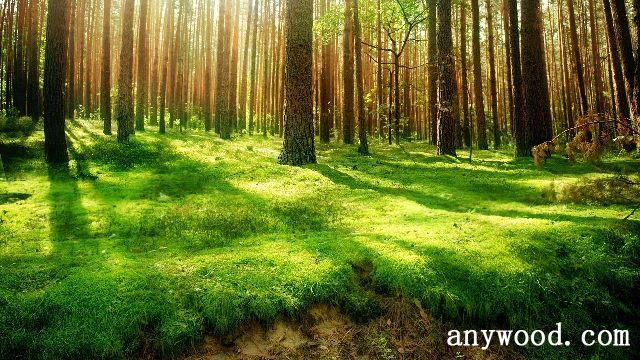 批木网 anywood.com