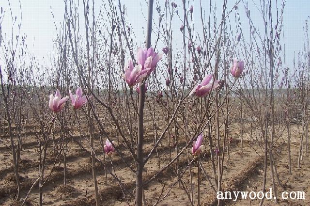 批木网 anywood.com