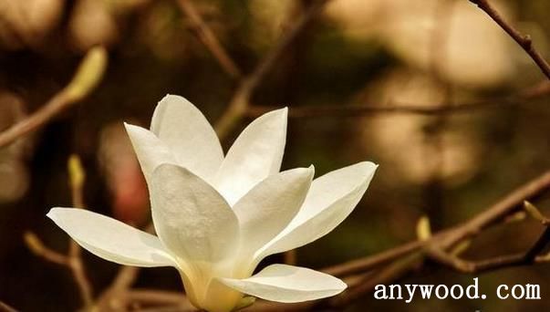 批木网 anywood.com