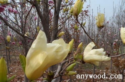 批木网 anywood.com