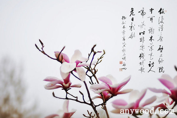 批木网 anywood.com