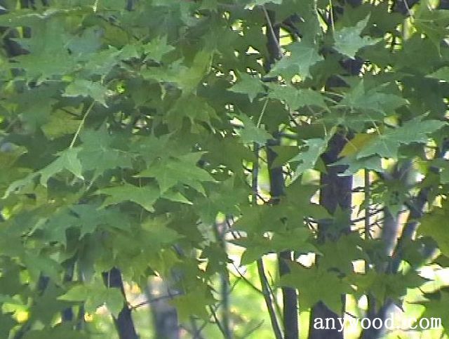 批木网 anywood.com