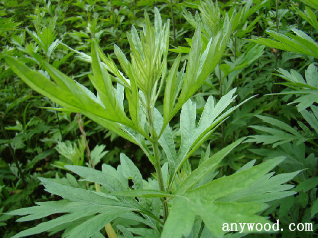 批木网 anywood.com