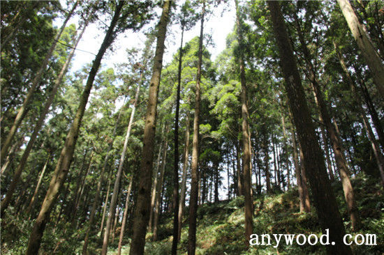 批木网 anywood.com