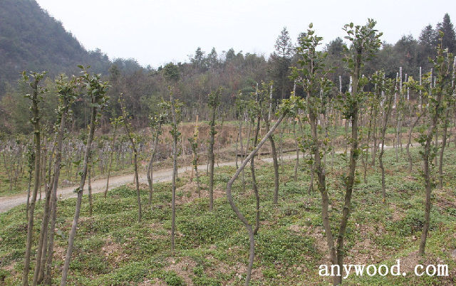 批木网 anywood.com