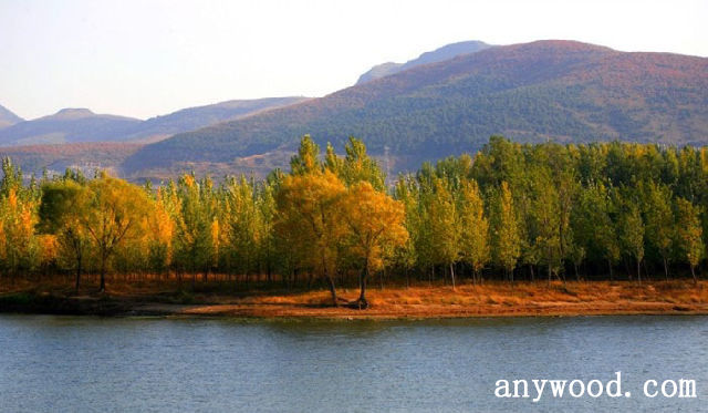 批木网 anywood.com