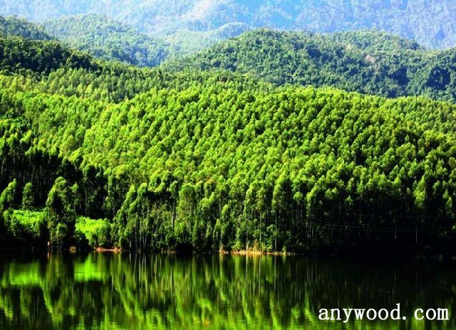 批木网 anywood.com