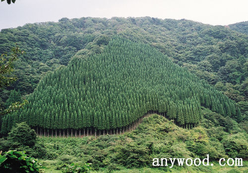 批木网 anywood.com