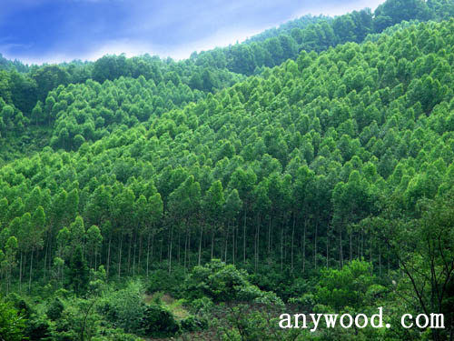 批木网 anywood.com