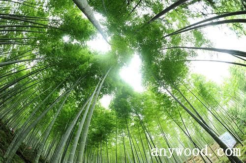 批木网 anywood.com