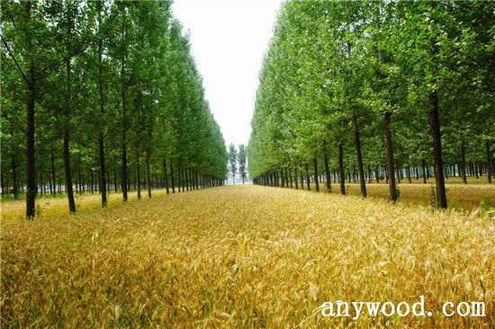 批木网 anywood.com