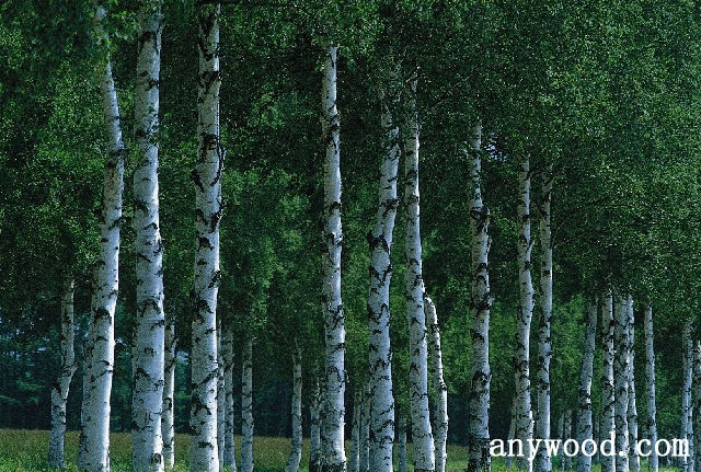 批木网 anywood.com