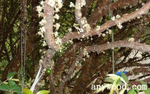芳香山竹