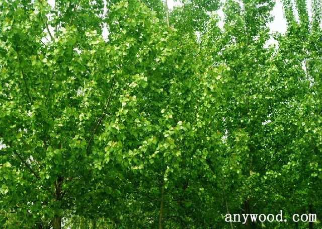 批木网 anywood.com