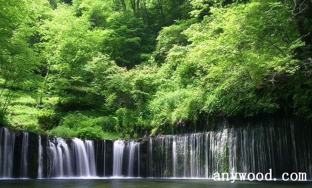 热带雨林