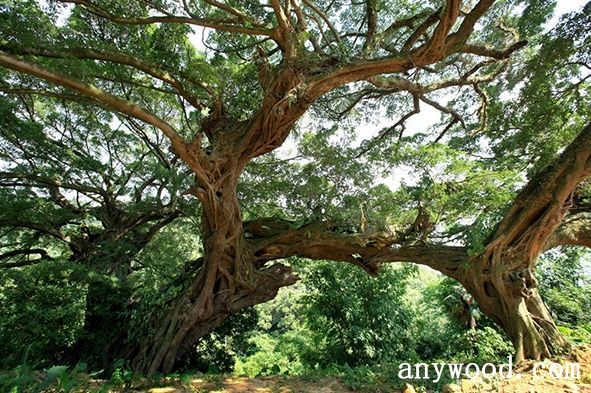 批木网 anywood.com