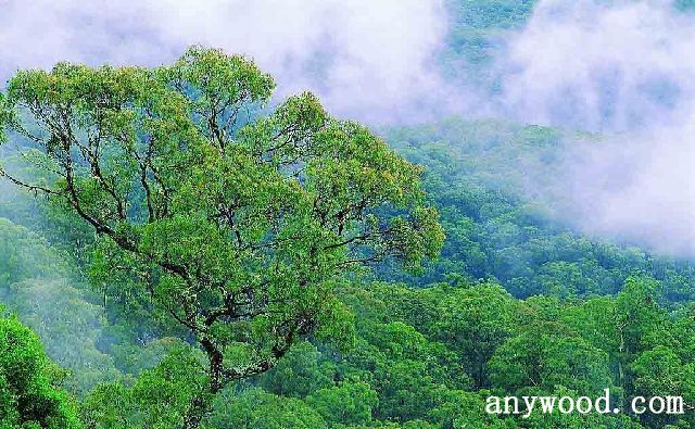 批木网 anywood.com