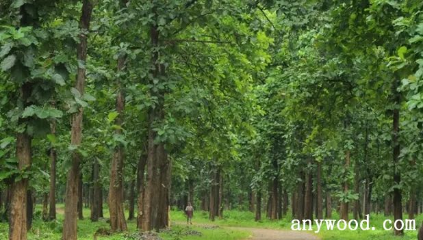 批木网 anywood.com