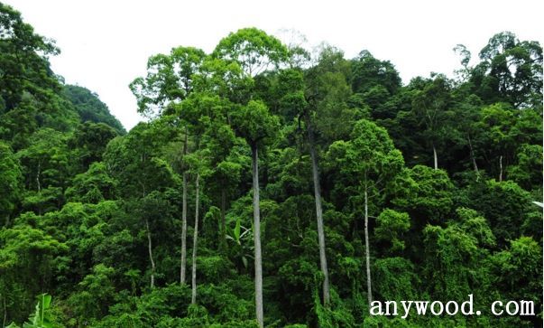 批木网 anywood.com