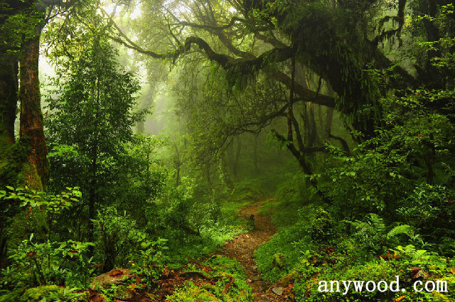 批木网 anywood.com