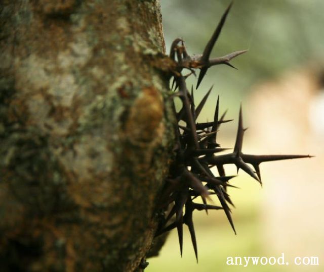批木网 anywood.com
