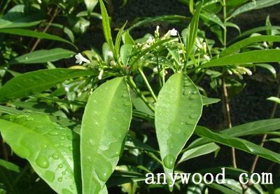 批木网 anywood.com