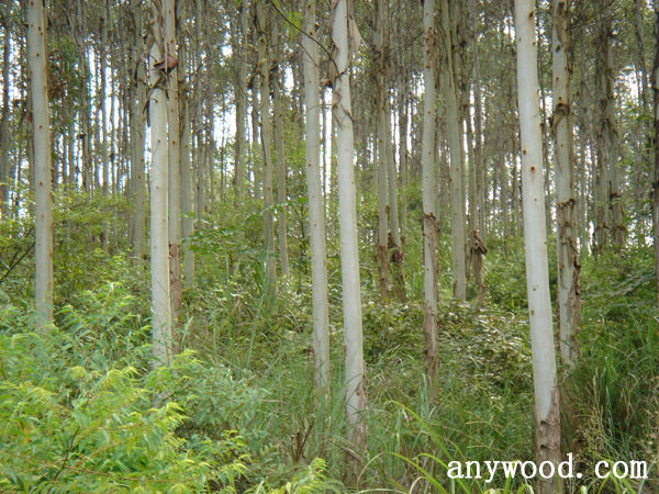 批木网 anywood.com