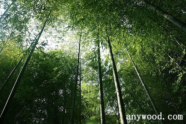 批木网 anywood.com