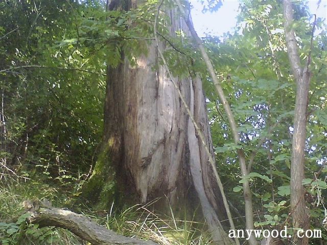 批木网 anywood.com