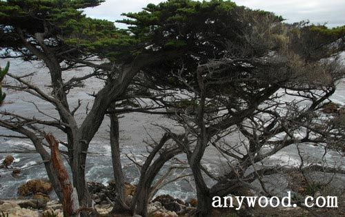 批木网 anywood.com