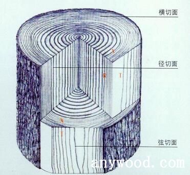 横切面