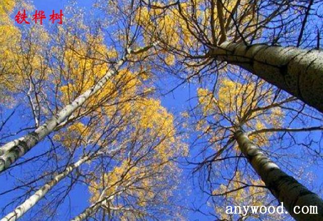 批木网 anywood.com