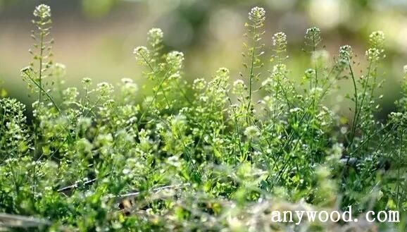 野荠花