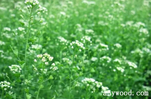 野荠花