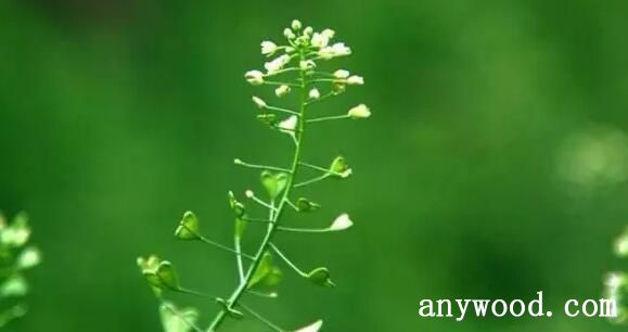 野荠花