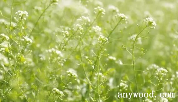 野荠花