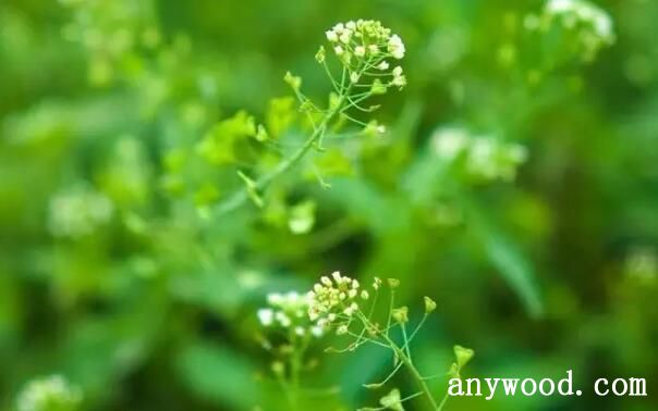 野荠花