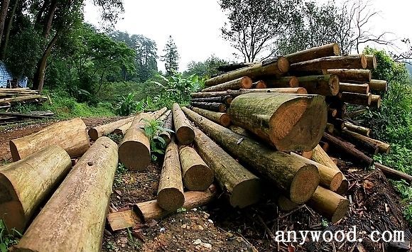 批木网 anywood.com