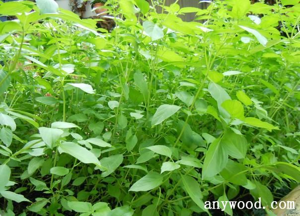 批木网 anywood.com