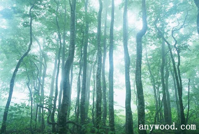 批木网 anywood.com